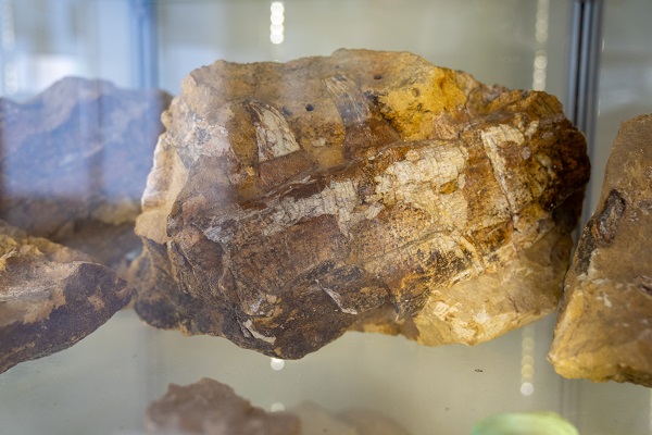 Foto - Dünyada sadece 7 noktada tespit edildi! Denizlerin dinozorundan Türkiye’de de var