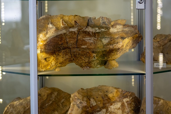 Foto - Dünyada sadece 7 noktada tespit edildi! Denizlerin dinozorundan Türkiye’de de var