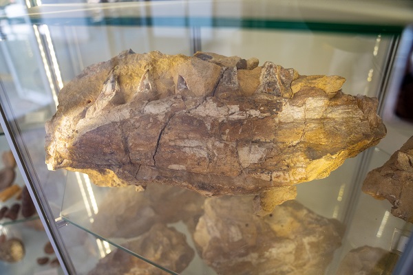 Foto - Dünyada sadece 7 noktada tespit edildi! Denizlerin dinozorundan Türkiye’de de var