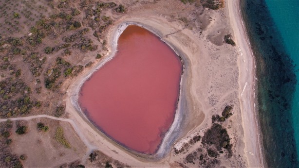 Foto - Dünyada sadece 8 tane var biri Türkiye’de! Daha önce böylesini gördünüz mü?