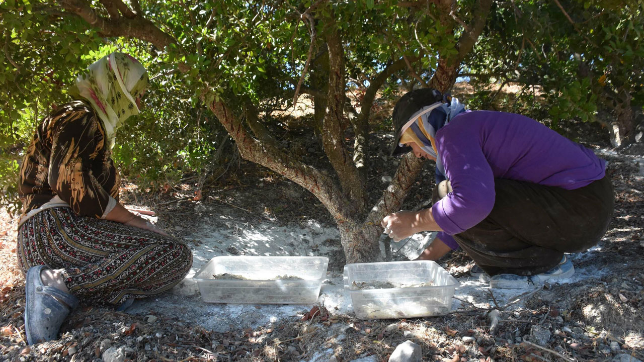 Foto - Dünyada sadece iki yerde yetişiyor! Bir damlası servet değerinde