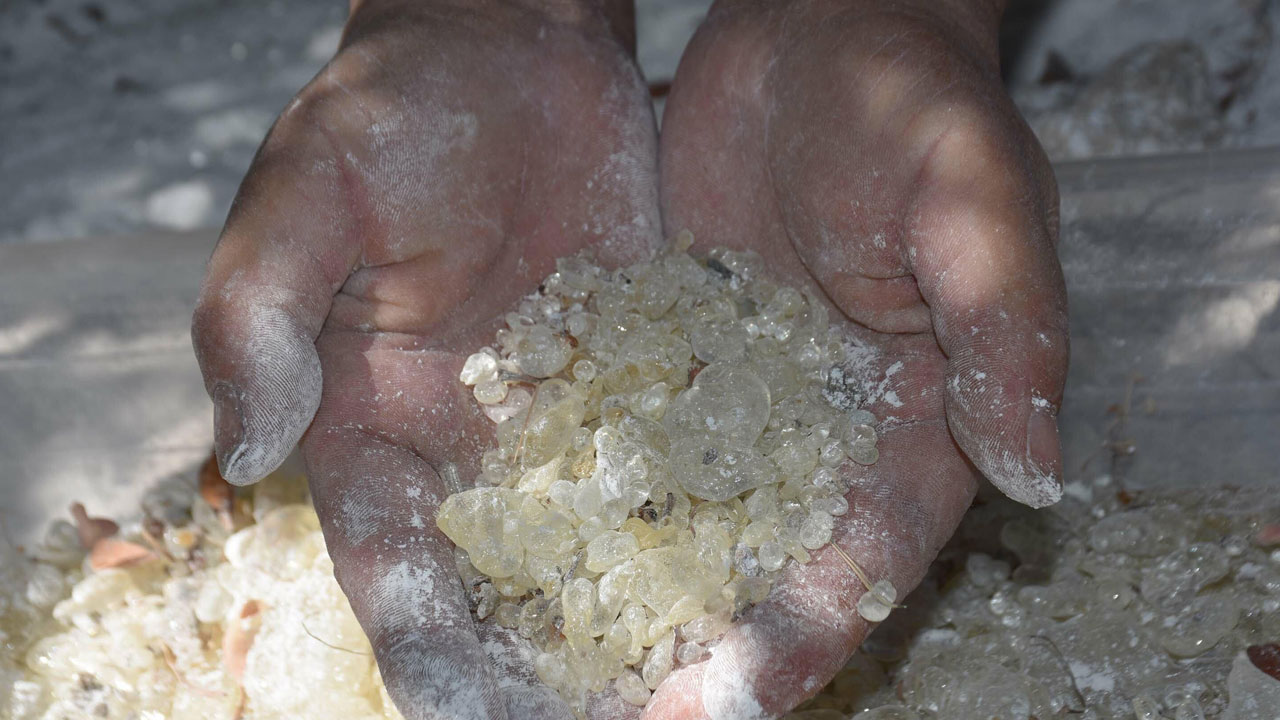 Foto - Dünyada sadece iki yerde yetişiyor! Bir damlası servet değerinde