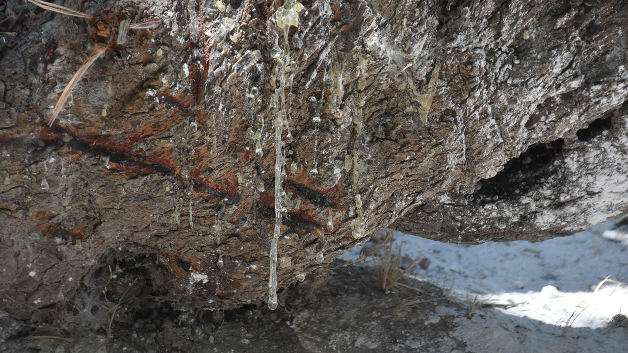 Dünyada sadece iki yerde yetişiyor! Bir damlası servet değerinde