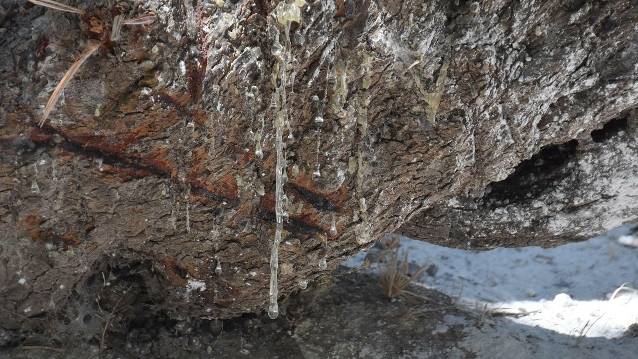 Foto - Dünyada sadece iki yerde yetişiyor! Bir damlası servet değerinde