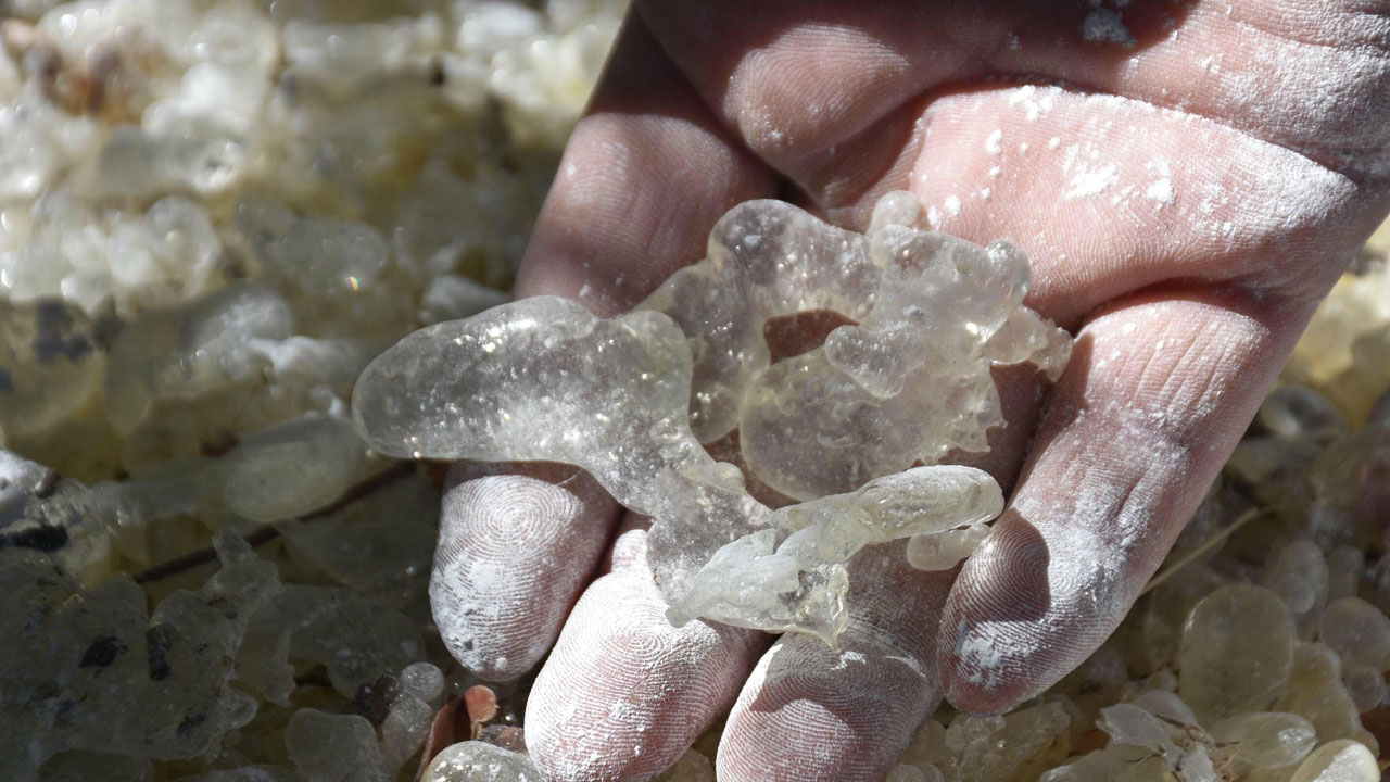 Foto - Dünyada sadece iki yerde yetişiyor! Bir damlası servet değerinde