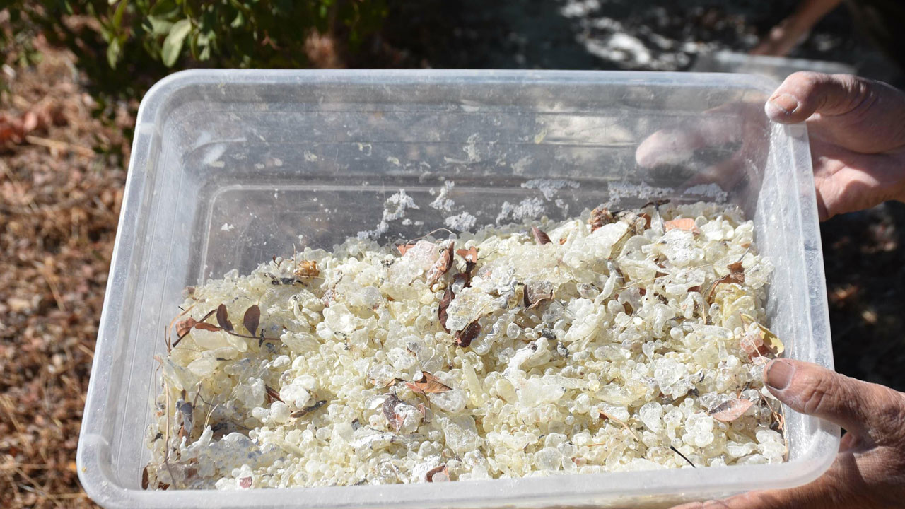 Foto - Dünyada sadece iki yerde yetişiyor! Bir damlası servet değerinde