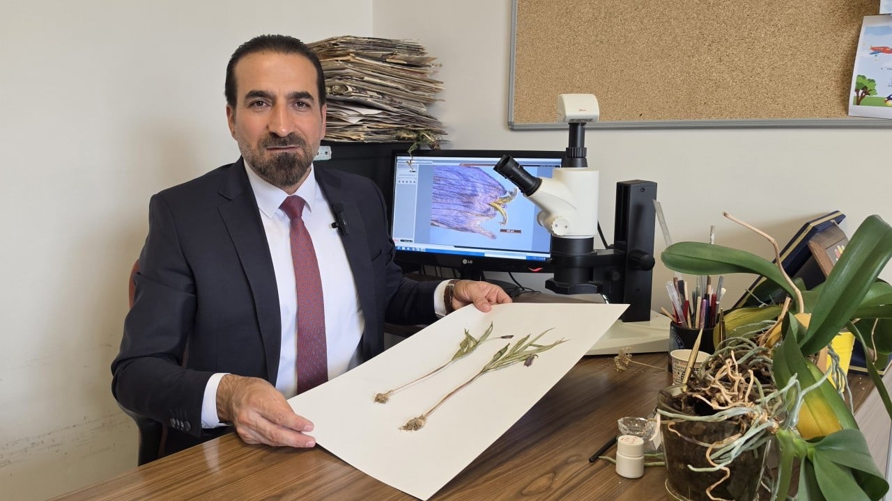 Dağın zirvesinde fark ettiler... Türkçe bilimsel adı Muş Ters Lalesi: Dünyada sadece Muş'ta yetişiyor 