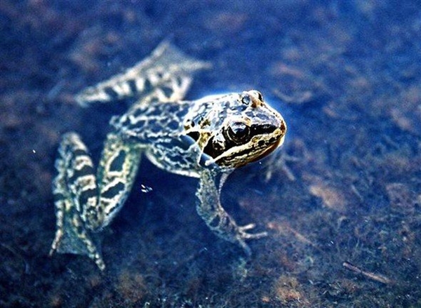 Foto - Dünyada sadece Niğde'de yaşıyor