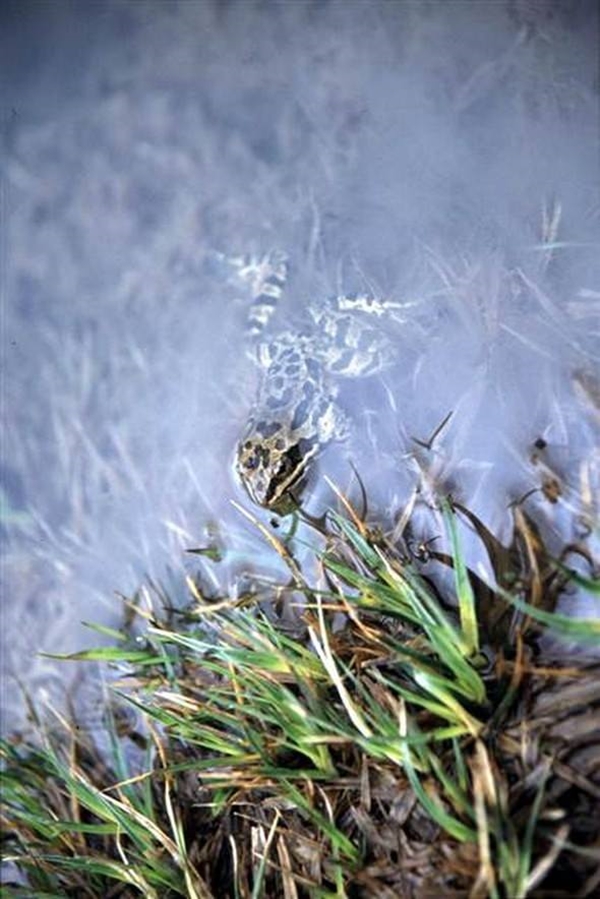 Foto - Dünyada sadece Niğde'de yaşıyor