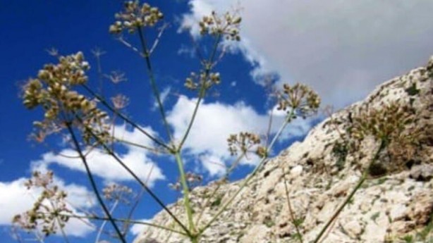 Foto - Dünyada sadece Tunceli’de var! Türk bilim insanı keşfetti