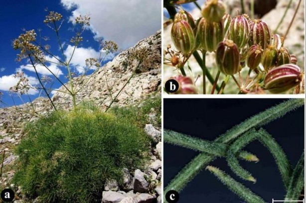 Foto - Dünyada sadece Tunceli’de var! Türk bilim insanı keşfetti