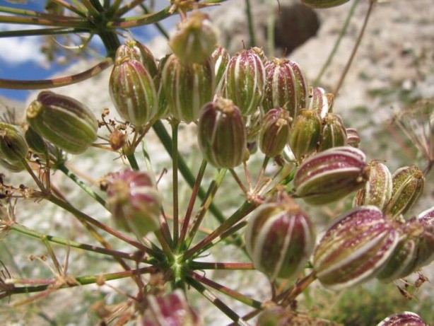 Foto - Dünyada sadece Tunceli’de var! Türk bilim insanı keşfetti