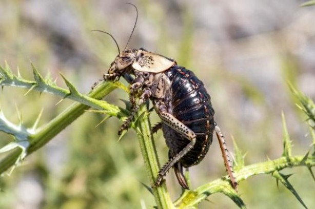 Foto - Dünyada sadece Türkiye'de görülen çekirgenin dişisi, erkeğini yerken ilk kez görüntülendi