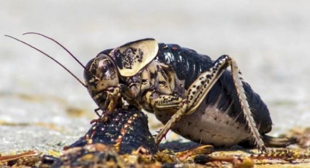 Foto - Dünyada sadece Türkiye'de görülen çekirgenin dişisi, erkeğini yerken ilk kez görüntülendi