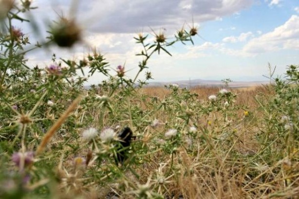Foto - Dünyada sadece Türkiye'de görülen çekirgenin dişisi, erkeğini yerken ilk kez görüntülendi