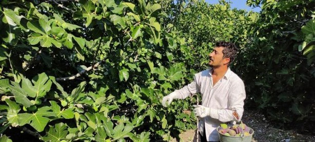 Foto - Dünyada sadece Türkiye'de var! Kilosu 25 lira