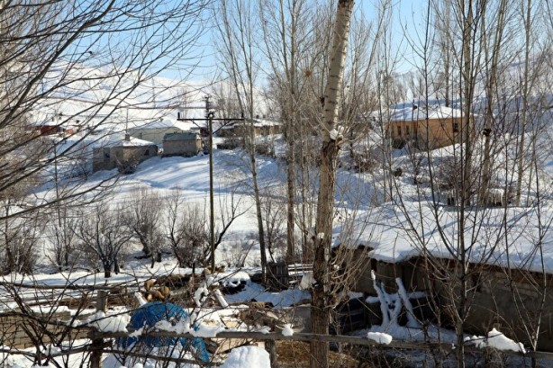 Foto - Dünyada sadece Van'da yetişiyor! Köylü bunun için büyükşehirlere gitmekten vazgeçti