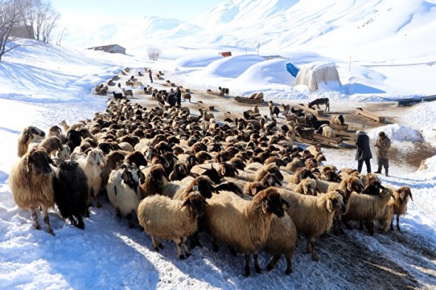 Foto - Dünyada sadece Van'da yetişiyor! Köylü bunun için büyükşehirlere gitmekten vazgeçti