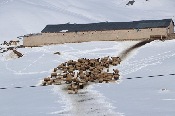 Foto - Dünyada sadece Van'da yetişiyor! Köylü bunun için büyükşehirlere gitmekten vazgeçti