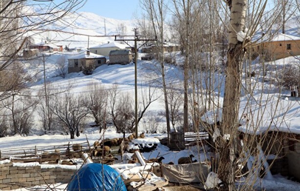 Foto - Dünyada sadece Van'da yetişiyor! Köylü bunun için büyükşehirlere gitmekten vazgeçti