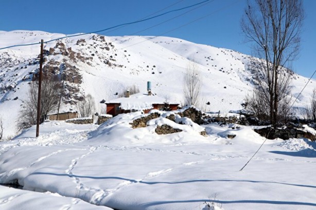 Foto - Dünyada sadece Van'da yetişiyor! Köylü bunun için büyükşehirlere gitmekten vazgeçti