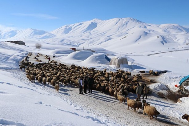 Foto - Dünyada sadece Van'da yetişiyor! Köylü bunun için büyükşehirlere gitmekten vazgeçti