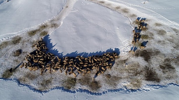 Foto - Dünyada sadece Van'da yetişiyor! Köylü bunun için büyükşehirlere gitmekten vazgeçti
