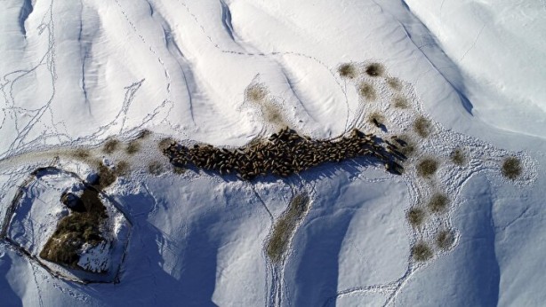 Foto - Dünyada sadece Van'da yetişiyor! Köylü bunun için büyükşehirlere gitmekten vazgeçti