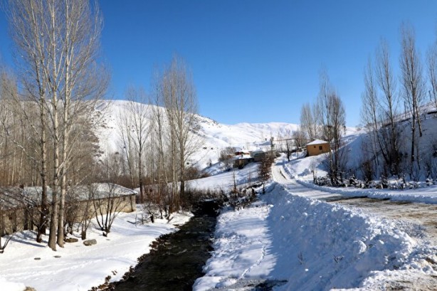 Foto - Dünyada sadece Van'da yetişiyor! Köylü bunun için büyükşehirlere gitmekten vazgeçti
