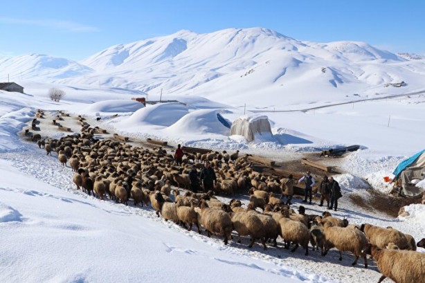 Foto - Dünyada sadece Van'da yetişiyor! Köylü bunun için büyükşehirlere gitmekten vazgeçti