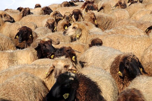 Foto - Dünyada sadece Van'da yetişiyor! Köylü bunun için büyükşehirlere gitmekten vazgeçti