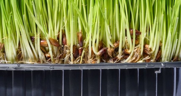 Foto - Dünyada "Yeşil Güç" olarak biliniyor! Süper gıda olarak biliniyor, 1 bardağı altın kadar değerli