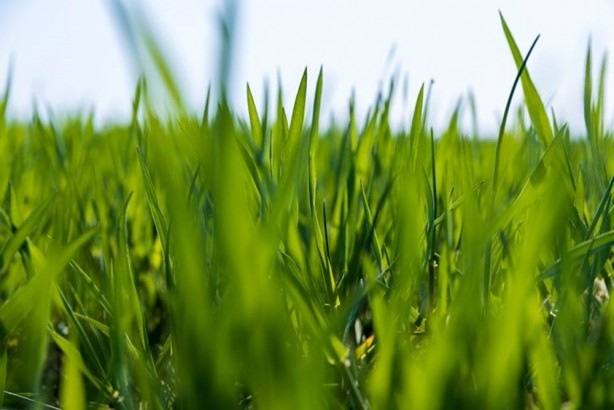 Foto - Dünyada "Yeşil Güç" olarak biliniyor! Süper gıda olarak biliniyor, 1 bardağı altın kadar değerli