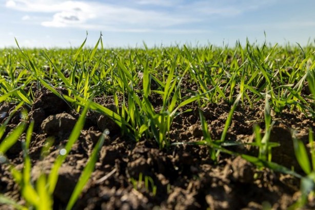 Foto - Dünyada "Yeşil Güç" olarak biliniyor! Süper gıda olarak biliniyor, 1 bardağı altın kadar değerli