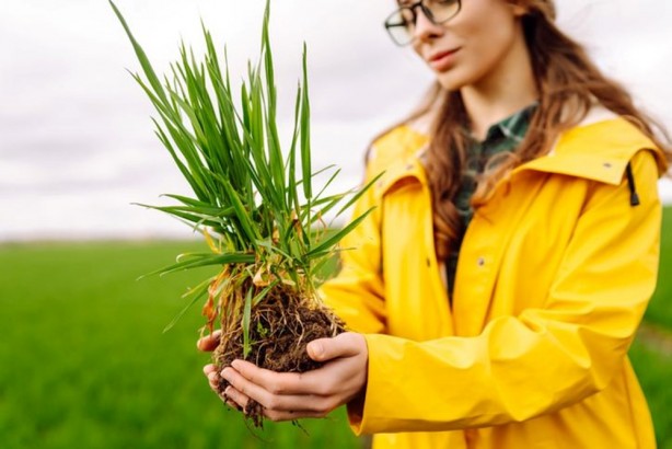 Foto - Dünyada "Yeşil Güç" olarak biliniyor! Süper gıda olarak biliniyor, 1 bardağı altın kadar değerli