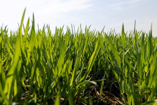Foto - Dünyada "Yeşil Güç" olarak biliniyor! Süper gıda olarak biliniyor, 1 bardağı altın kadar değerli