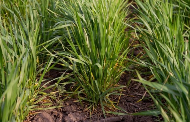 Foto - Dünyada "Yeşil Güç" olarak biliniyor! Süper gıda olarak biliniyor, 1 bardağı altın kadar değerli