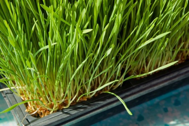 Foto - Dünyada "Yeşil Güç" olarak biliniyor! Süper gıda olarak biliniyor, 1 bardağı altın kadar değerli