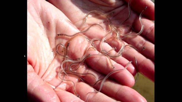 Foto - Dünyadaki en değerli balıklardan biri! Kilosu 64 bin TL’ye kadar çıkıyor! Onu tutan balıkçı, 1 ay boyunca bir daha balığa çıkmıyor! Herkes aramaya başladı