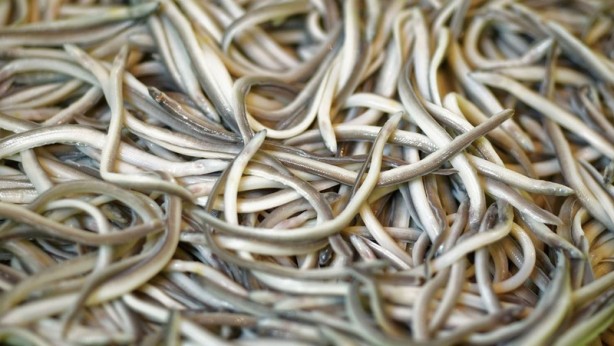 Foto - Dünyadaki en değerli balıklardan biri! Kilosu 64 bin TL’ye kadar çıkıyor! Onu tutan balıkçı, 1 ay boyunca bir daha balığa çıkmıyor! Herkes aramaya başladı