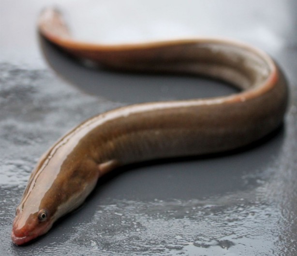 Foto - Dünyadaki en değerli balıklardan biri! Kilosu 64 bin TL’ye kadar çıkıyor! Onu tutan balıkçı, 1 ay boyunca bir daha balığa çıkmıyor! Herkes aramaya başladı
