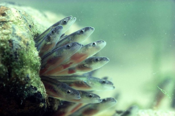 Foto - Dünyadaki en değerli balıklardan biri! Kilosu 64 bin TL’ye kadar çıkıyor! Onu tutan balıkçı, 1 ay boyunca bir daha balığa çıkmıyor! Herkes aramaya başladı