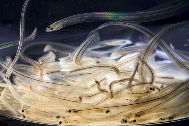 Foto - Dünyadaki en değerli balıklardan biri! Kilosu 64 bin TL’ye kadar çıkıyor! Onu tutan balıkçı, 1 ay boyunca bir daha balığa çıkmıyor! Herkes aramaya başladı