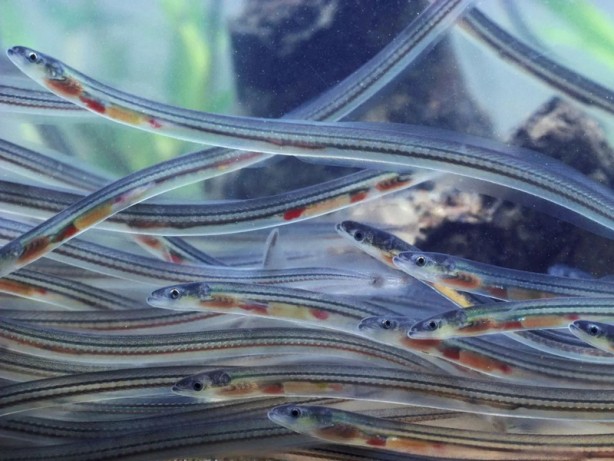 Foto - Dünyadaki en değerli balıklardan biri! Kilosu 64 bin TL’ye kadar çıkıyor! Onu tutan balıkçı, 1 ay boyunca bir daha balığa çıkmıyor! Herkes aramaya başladı