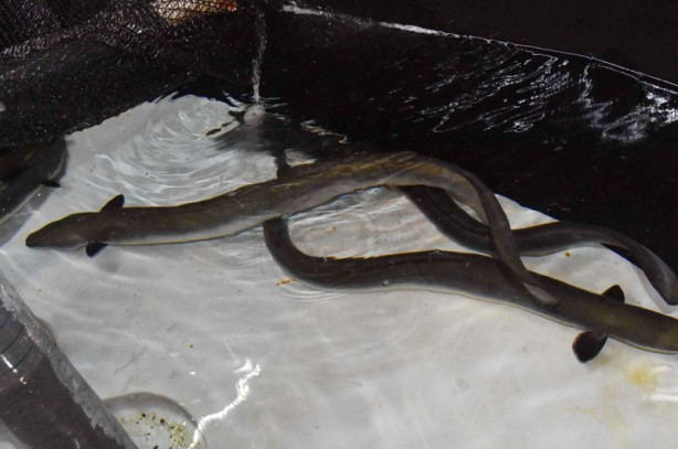 Foto - Dünyadaki en değerli balıklardan biri! Kilosu 64 bin TL’ye kadar çıkıyor! Onu tutan balıkçı, 1 ay boyunca bir daha balığa çıkmıyor! Herkes aramaya başladı