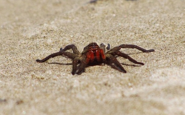 Foto - Dünyadaki en zehirli 10 hayvan