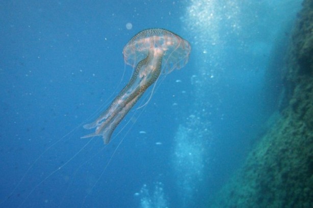 Dünyadaki en zehirli 10 hayvan