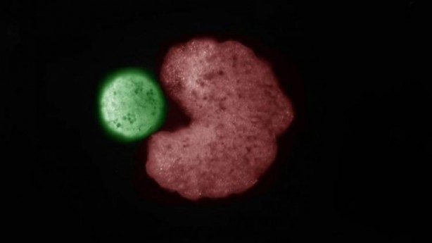 Foto - Dünyadaki ilk robotlar üremeye başladı