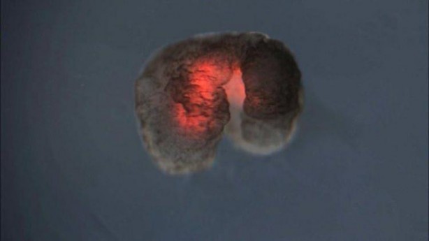 Foto - Dünyadaki ilk robotlar üremeye başladı