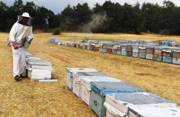 Foto - Dünyadaki üretimin yüzde 90'ını Türkiye karşılıyor! Ülkeler satın almak için sıraya girdi